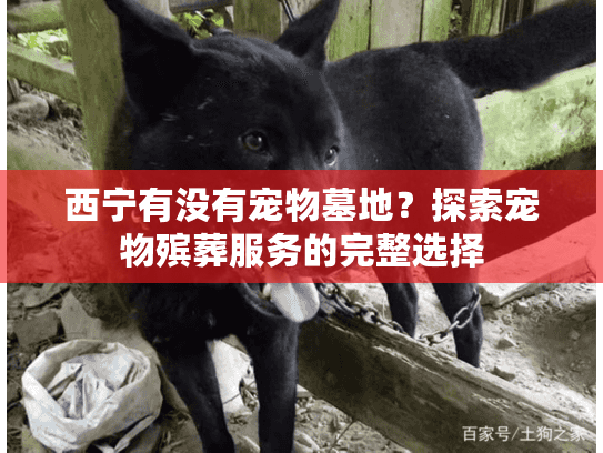 西宁有没有宠物墓地？探索宠物殡葬服务的完整选择