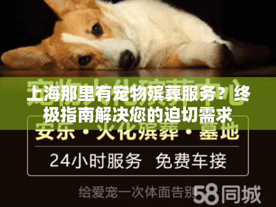 上海那里有宠物殡葬服务？终极指南解决您的迫切需求