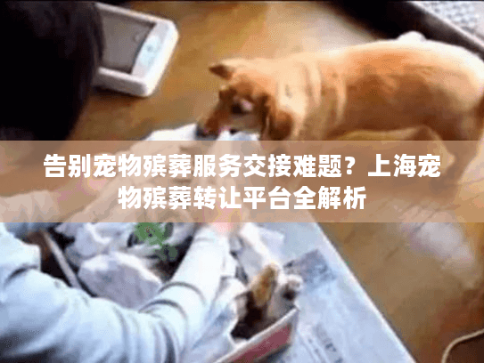 告别宠物殡葬服务交接难题？上海宠物殡葬转让平台全解析
