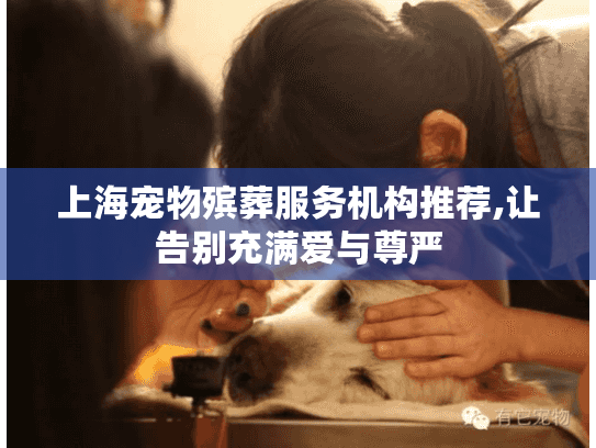 上海宠物殡葬服务机构推荐,让告别充满爱与尊严