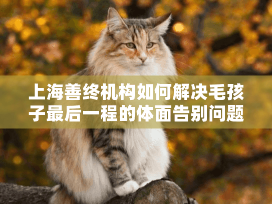 上海善终机构如何解决毛孩子最后一程的体面告别问题?