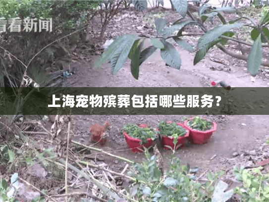上海宠物殡葬包括哪些服务？