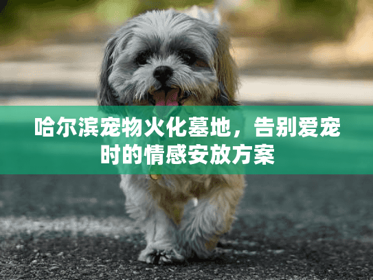 哈尔滨宠物火化墓地,告别爱宠时的情感安放方案 哈尔滨宠物火化墓地,告别爱宠时的情感安放方案