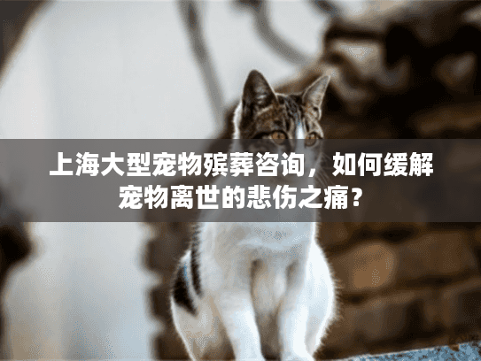 上海大型宠物殡葬咨询，如何缓解宠物离世的悲伤之痛？