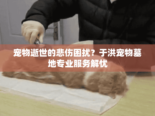 宠物逝世的悲伤困扰？于洪宠物墓地专业服务解忧