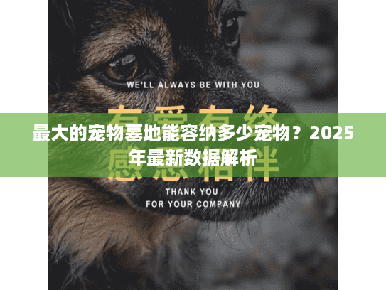 最大的宠物墓地能容纳多少宠物？2025年最新数据解析