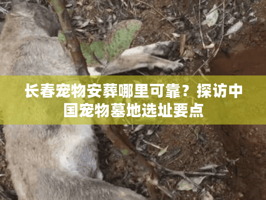 长春宠物安葬哪里可靠？探访中国宠物墓地选址要点