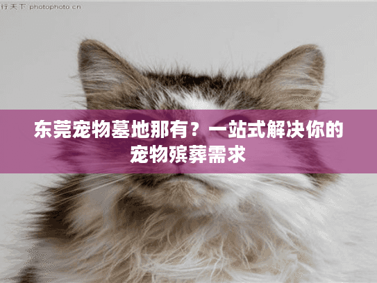 东莞宠物墓地那有？一站式解决你的宠物殡葬需求