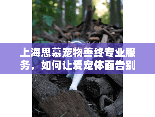 上海思慕宠物善终专业服务，如何让爱宠体面告别？