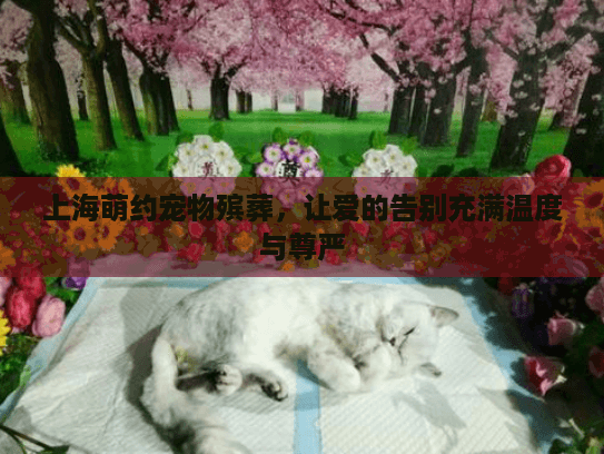 上海萌约宠物殡葬，让爱的告别充满温度与尊严
