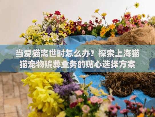 当爱猫离世时怎么办？探索上海猫猫宠物殡葬业务的贴心选择方案