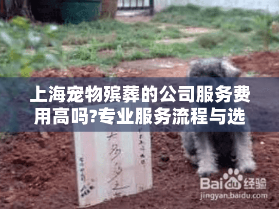 上海宠物殡葬的公司服务费用高吗?专业服务流程与选择指南