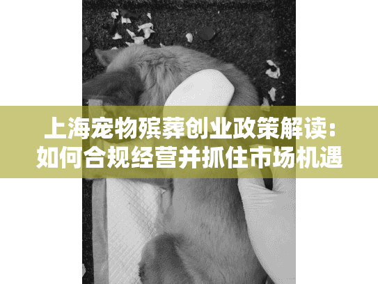 上海宠物殡葬创业政策解读:如何合规经营并抓住市场机遇?