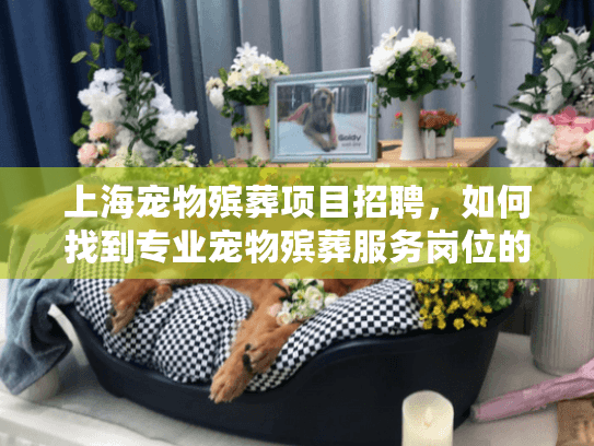 上海宠物殡葬项目招聘，如何找到专业宠物殡葬服务岗位的工作机会？