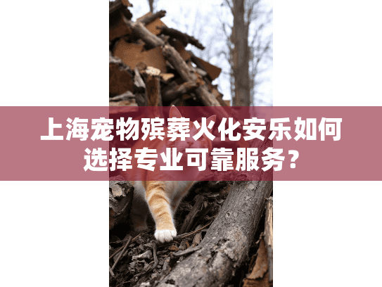 上海宠物殡葬火化安乐如何选择专业可靠服务？