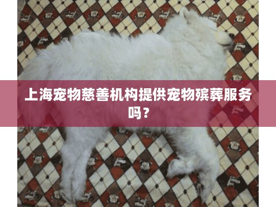 上海宠物慈善机构提供宠物殡葬服务吗？
