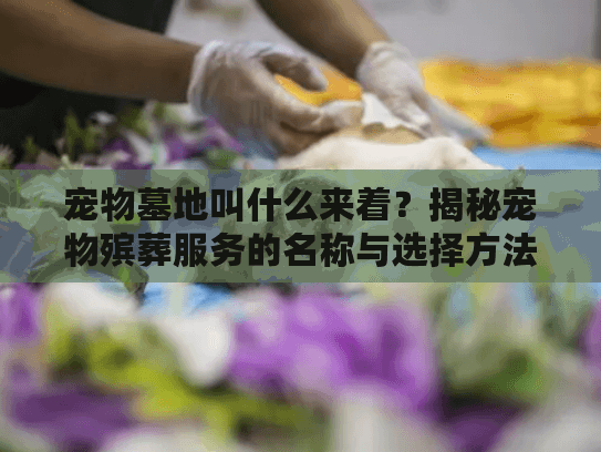 宠物墓地叫什么来着？揭秘宠物殡葬服务的名称与选择方法