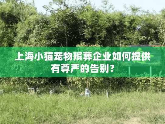 上海小猫宠物殡葬企业如何提供有尊严的告别？