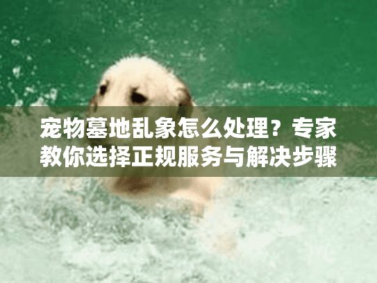 宠物墓地乱象怎么处理？专家教你选择正规服务与解决步骤