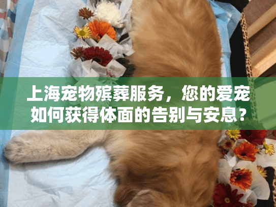 上海宠物殡葬服务，您的爱宠如何获得体面的告别与安息？