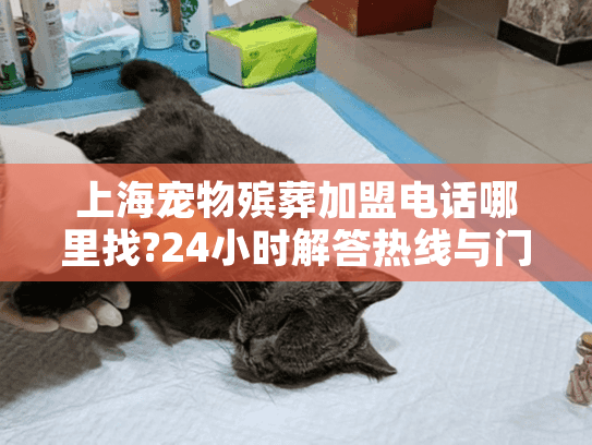 上海宠物殡葬加盟电话哪里找?24小时解答热线与门店地址清单