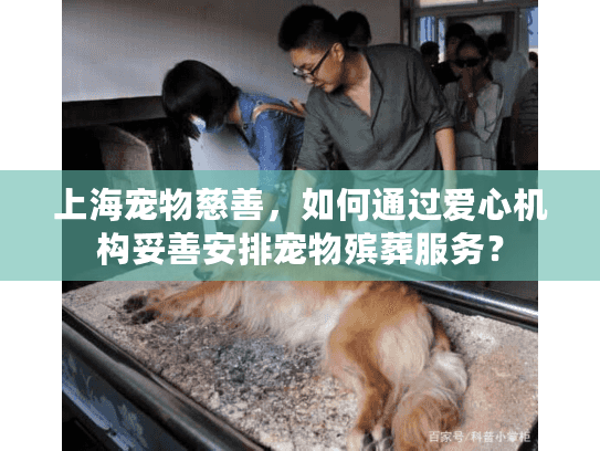 上海宠物慈善，如何通过爱心机构妥善安排宠物殡葬服务？