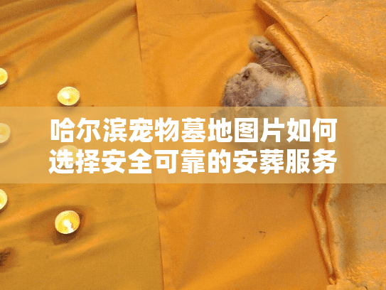 哈尔滨宠物墓地图片如何选择安全可靠的安葬服务？