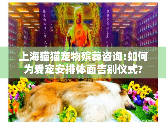 上海猫猫宠物殡葬咨询:如何为爱宠安排体面告别仪式?