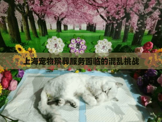 上海宠物殡葬服务面临的混乱挑战