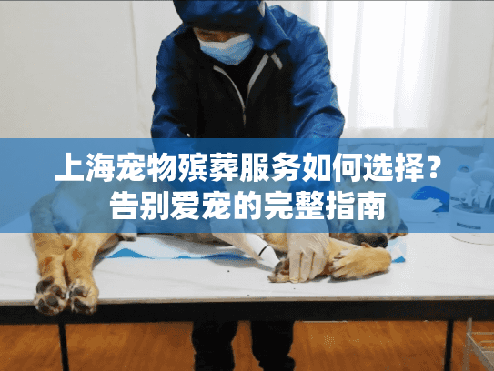 上海宠物殡葬服务如何选择？告别爱宠的完整指南