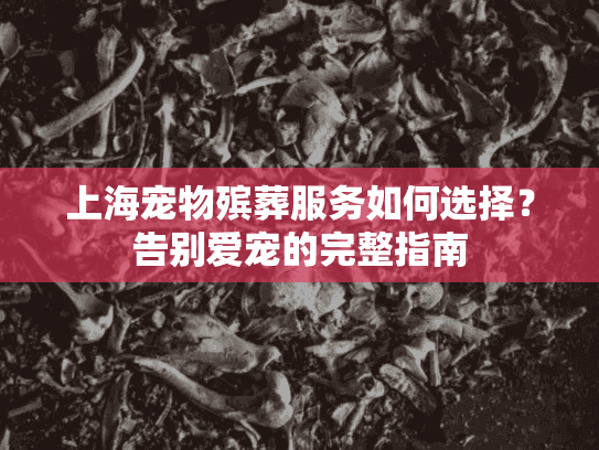 上海宠物殡葬服务如何选择？告别爱宠的完整指南