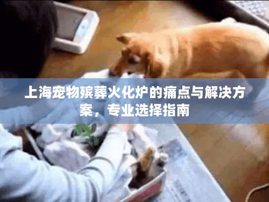 上海宠物殡葬火化炉的痛点与解决方案，专业选择指南