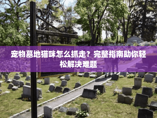 宠物墓地猫咪怎么抓走？完整指南助你轻松解决难题