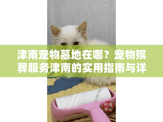 津南宠物墓地在哪？宠物殡葬服务津南的实用指南与详细地址探寻
