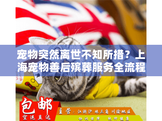 宠物突然离世不知所措？上海宠物善后殡葬服务全流程指南