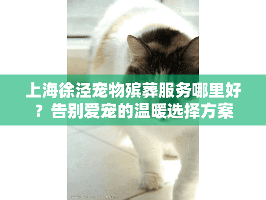 上海徐泾宠物殡葬服务哪里好？告别爱宠的温暖选择方案