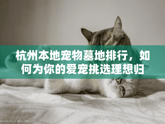 杭州本地宠物墓地排行，如何为你的爱宠挑选理想归宿？