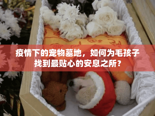 疫情下的宠物墓地，如何为毛孩子找到最贴心的安息之所？