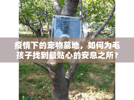 疫情下的宠物墓地，如何为毛孩子找到最贴心的安息之所？