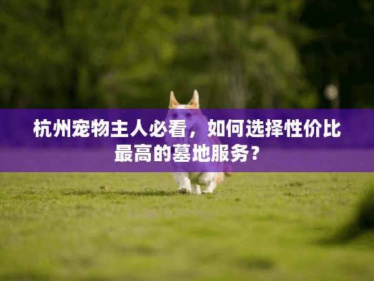 杭州宠物主人必看，如何选择性价比最高的墓地服务？