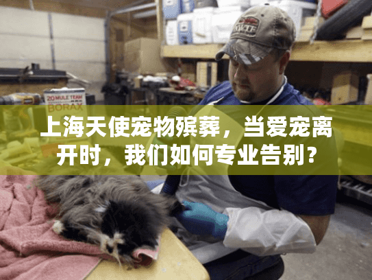 上海天使宠物殡葬，当爱宠离开时，我们如何专业告别？