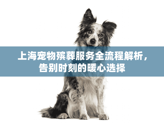 上海宠物殡葬服务全流程解析，告别时刻的暖心选择