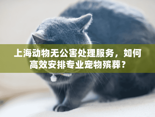 上海动物无公害处理服务，如何高效安排专业宠物殡葬？
