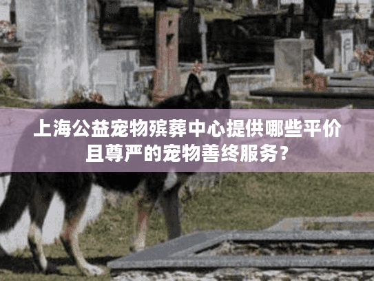 上海公益宠物殡葬中心提供哪些平价且尊严的宠物善终服务？