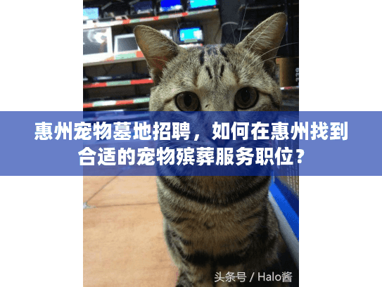 惠州宠物墓地招聘，如何在惠州找到合适的宠物殡葬服务职位？