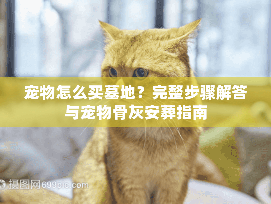 宠物怎么买墓地？完整步骤解答与宠物骨灰安葬指南
