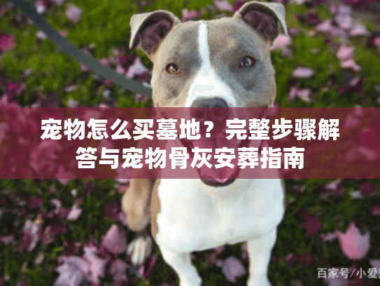 宠物怎么买墓地？完整步骤解答与宠物骨灰安葬指南