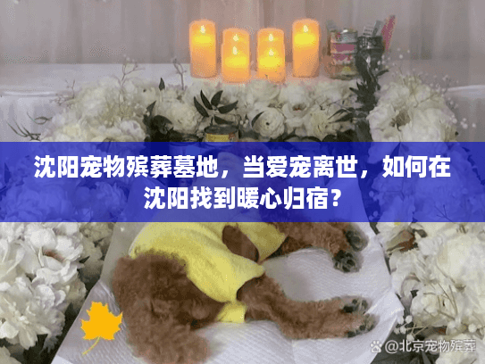 沈阳宠物殡葬墓地，当爱宠离世，如何在沈阳找到暖心归宿？