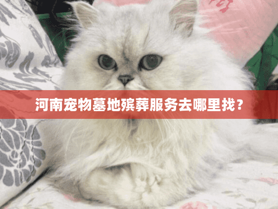 河南宠物墓地殡葬服务去哪里找？