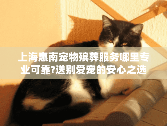 上海惠南宠物殡葬服务哪里专业可靠?送别爱宠的安心之选